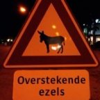 bkoppe's berichtenfoto