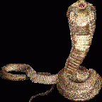 KingCobra's berichtenfoto