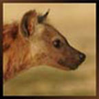 Hyena's berichtenfoto