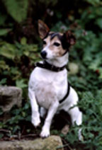 Tineke's berichtenfoto