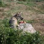 arawolf's berichtenfoto