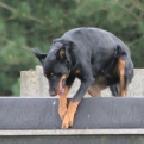 beauceron's berichtenfoto