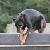 beauceron's berichtenfoto