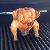 Burned Chicken's berichtenfoto